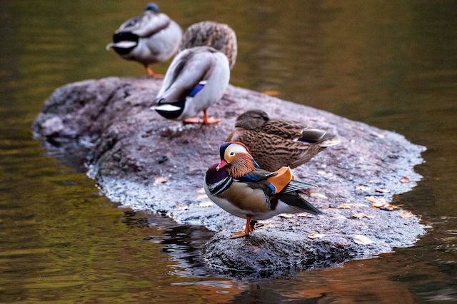 This is Mandarin Patinkin, in Central Park. NOT one of the Brooklyn ducks.